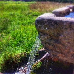 Close-up of moss on rock