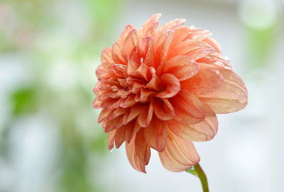 Close-up of red flower