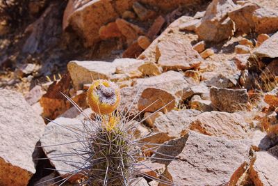 High angle view of dry plant on rock