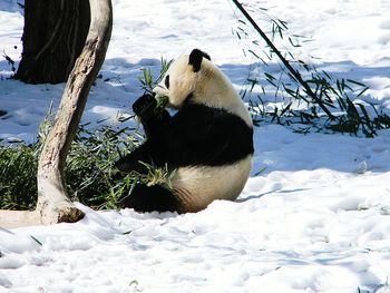 Panda sitting on snow covered field