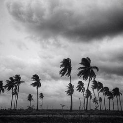 Palm trees on field against sky