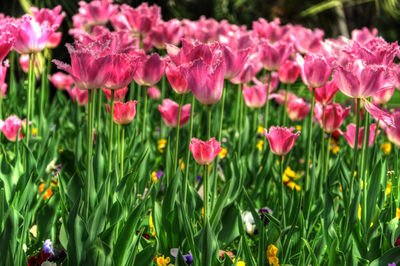 Close-up of flowers blooming on field