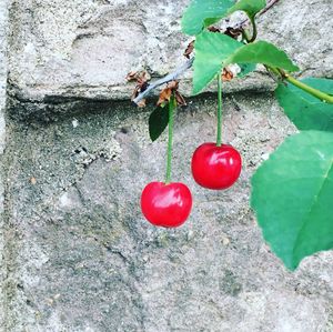 Close-up of red berries on ground