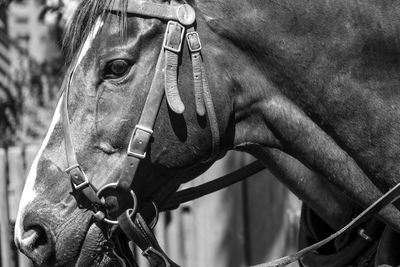 Close-up of horse