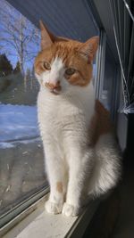 Close-up of cat in water