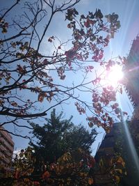 Low angle view of trees against sky