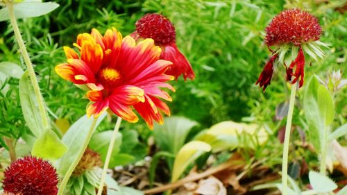 Close-up of red flowers