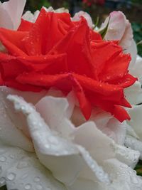 Close-up of red rose