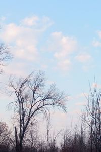 Low angle view of silhouette bare trees against sky