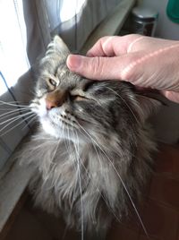 Close-up of hand holding cat