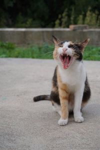 Cat sitting on a wall