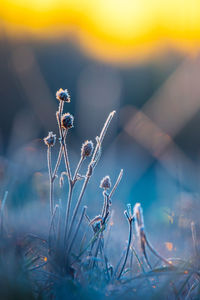 Gilded frost. autumn's captive bloom embraces the sunrise. northern europe during autumn.