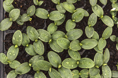 High angle view of raindrops on leaves