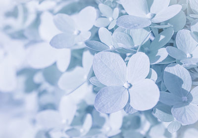 petal