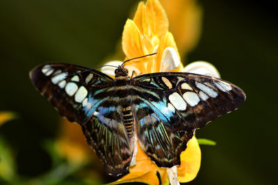 Close-up of butterfly perching on yellow flower