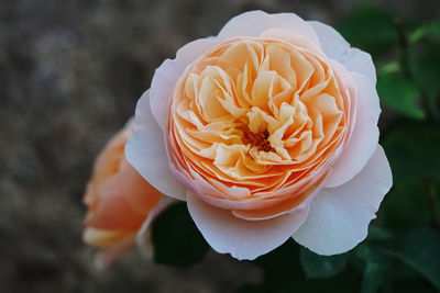 Close-up of orange pastel rose flower