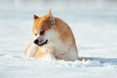 Close-up of akita dog on snow
