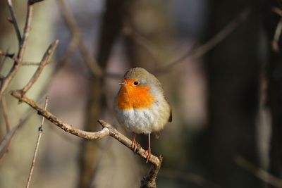 Close-up of bird perching on branch