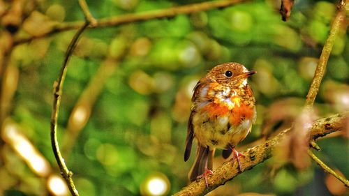 Close-up of bird perching on tree