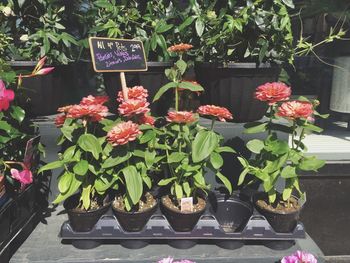 Close-up of potted plants