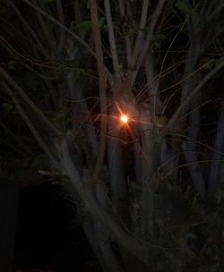 High angle view of illuminated trees at night