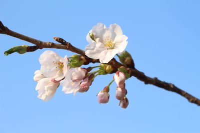 Low angle view of cherry blossoms against sky