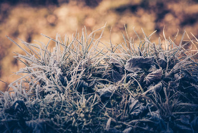 Close-up of dried plant on field during winter