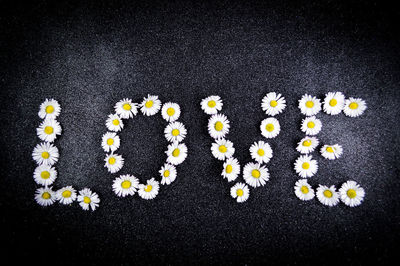 High angle view of white flowering plants