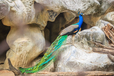 Close-up of peacock on rock