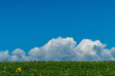 Scenic view of field against blue sky