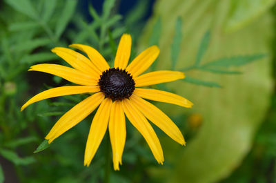 Close-up of yellow daisy flower