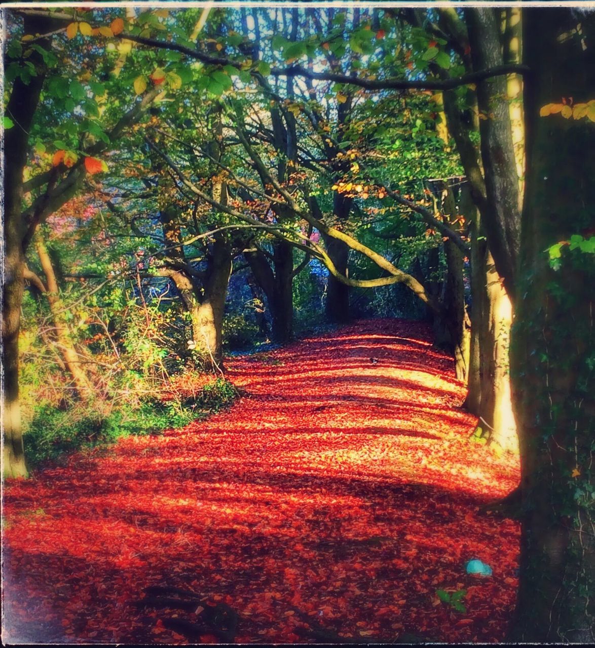 transfer print, tree, auto post production filter, the way forward, growth, forest, tranquility, branch, tree trunk, nature, diminishing perspective, footpath, beauty in nature, leaf, autumn, tranquil scene, day, outdoors, park - man made space, no people