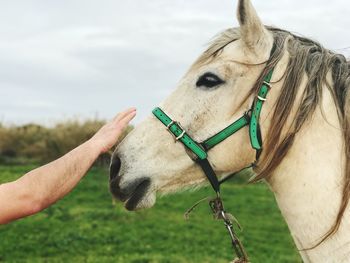 Cropped hand of man reaching towards horse at field against cloudy sky