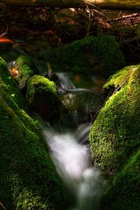 Stream flowing through rocks in forest