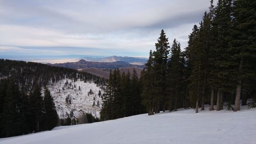 Trees on snow covered landscape against sky