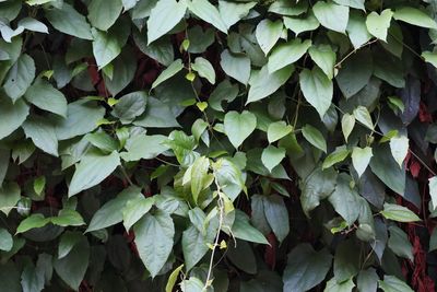 Full frame shot of ivy growing on plant