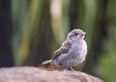 Close-up of a bird