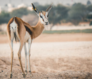 Portrait of giraffe standing on field