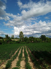 Scenic view of agricultural field against sky