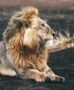 Close-up of a cat looking away