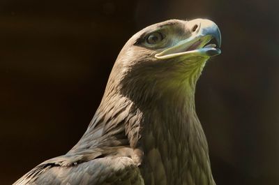 Close-up of a bird