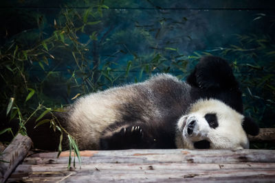 Giant panda relaxing on wood at chiang mai zoo