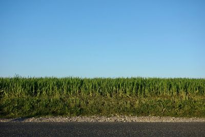 Crops growing on field against clear blue sky