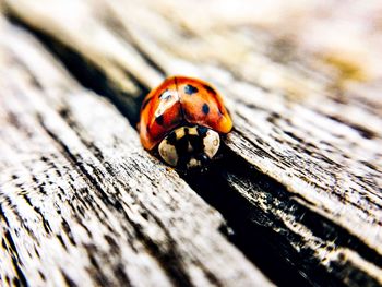 Close-up of ladybug on wood