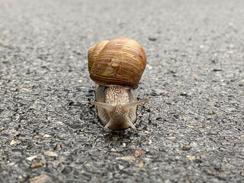 Close-up of snail on road