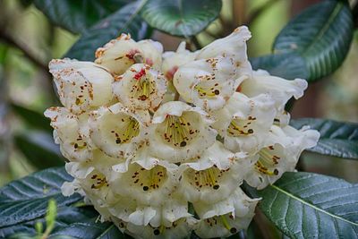 Close-up of white cherry blossom plant