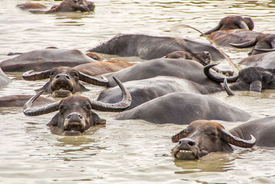 Buffaloes swimming in lake