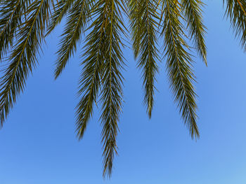 palm tree