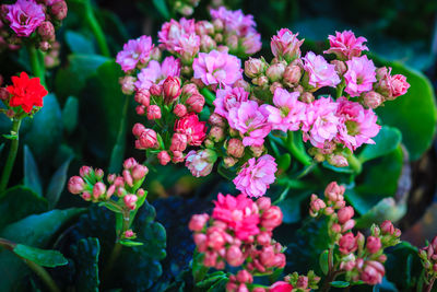 Close-up of pink flowering plants in park