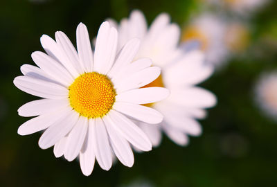 Close-up of white daisy flower